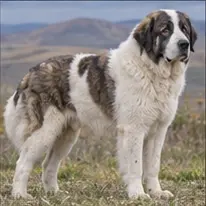 Karelo-Finnish Laika
