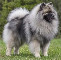 Kazakh Tazy