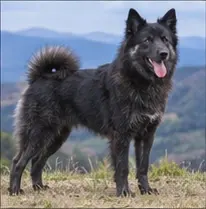 King Shepherd
