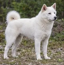 Kintamani