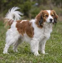 Kishu