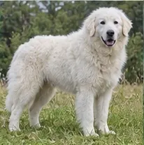 Kurdish Mastiff