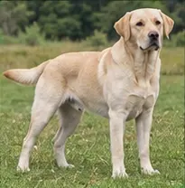 Kuvasz