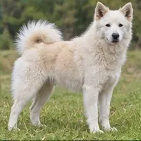 Landseer