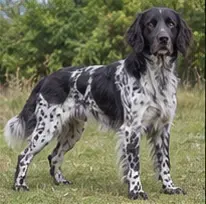 Lapponian Herder