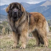 Large Münsterländer