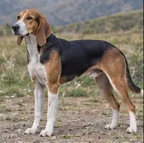 Liangshan Dog