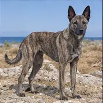 Lithuanian Hound