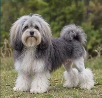 Lobito Herreño