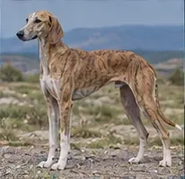 Mackenzie River Husky