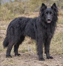 Mahratta Hound
