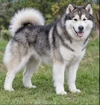 Majorca Shepherd Dog
