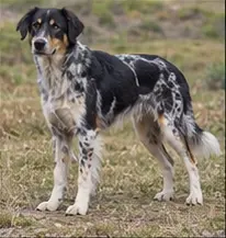 Maneto