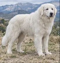Mantiqueira Shepherd