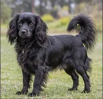 Maremmano-Abruzzese Sheepdog