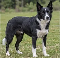 Mâtin de Kumaon