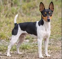 Miniature Bull Terrier