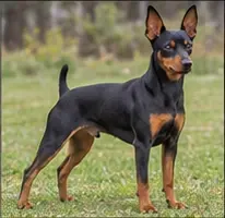 Miniature Fox Terrier