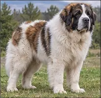 Montenegrin Mountain Hound