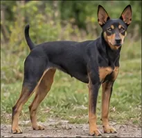 Mountain Cur