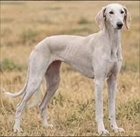 Mucuchíes