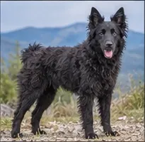 Mudhol Hound