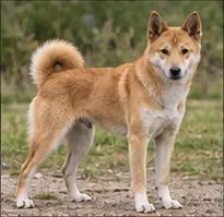Nenets Herding Laika