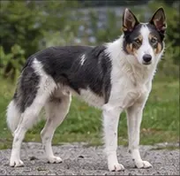 New Guinea singing dog