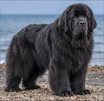 New Zealand Heading Dog