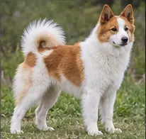 Norfolk Terrier
