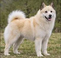Northern Inuit Dog