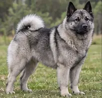 Norwegian Buhund