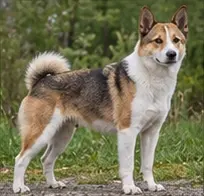Norwegian Elkhound