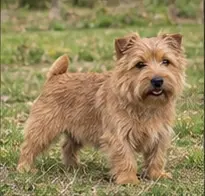 Norwegian Lundehund