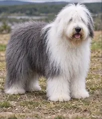 Old Danish Pointer