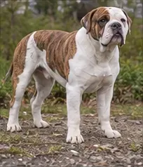 Old English Sheepdog