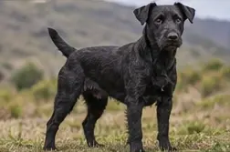 Patagonian Sheepdog