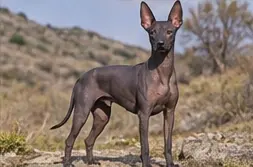Perro Majorero