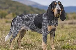 Petit Basset Griffon Vendéen