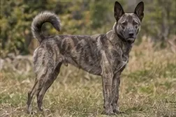 Pharaoh Hound