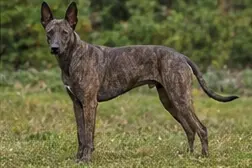 Philippine forest dog