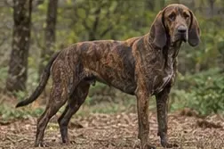 Picardy Spaniel
