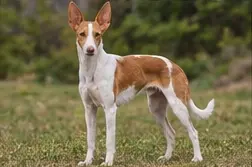 Plummer Terrier
