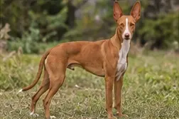 Podenco Andaluz