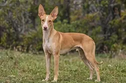 Podenco Canario