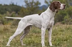 Podenco Valenciano