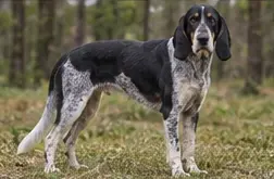 Pointer