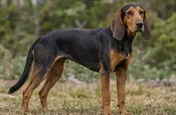 Polish Greyhound