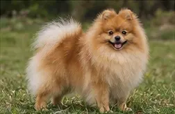 Polish Hound
