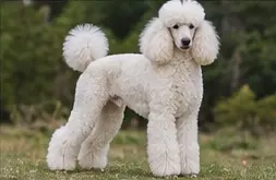 Pont-Audemer Spaniel